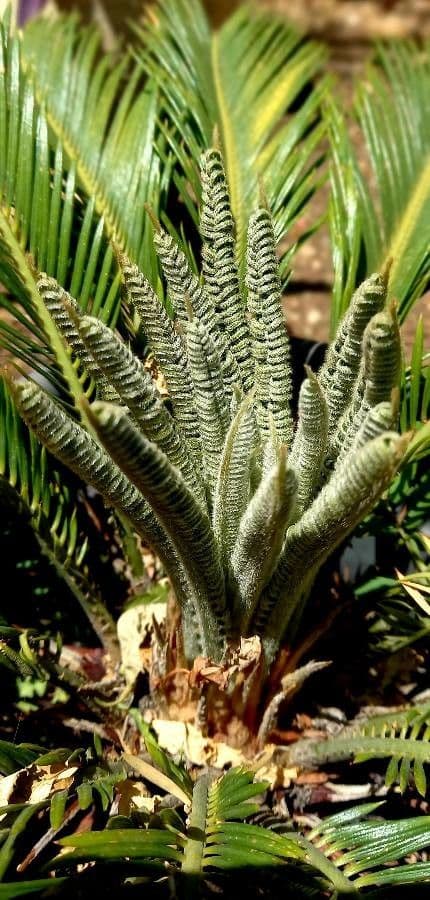 Encephalartos 4