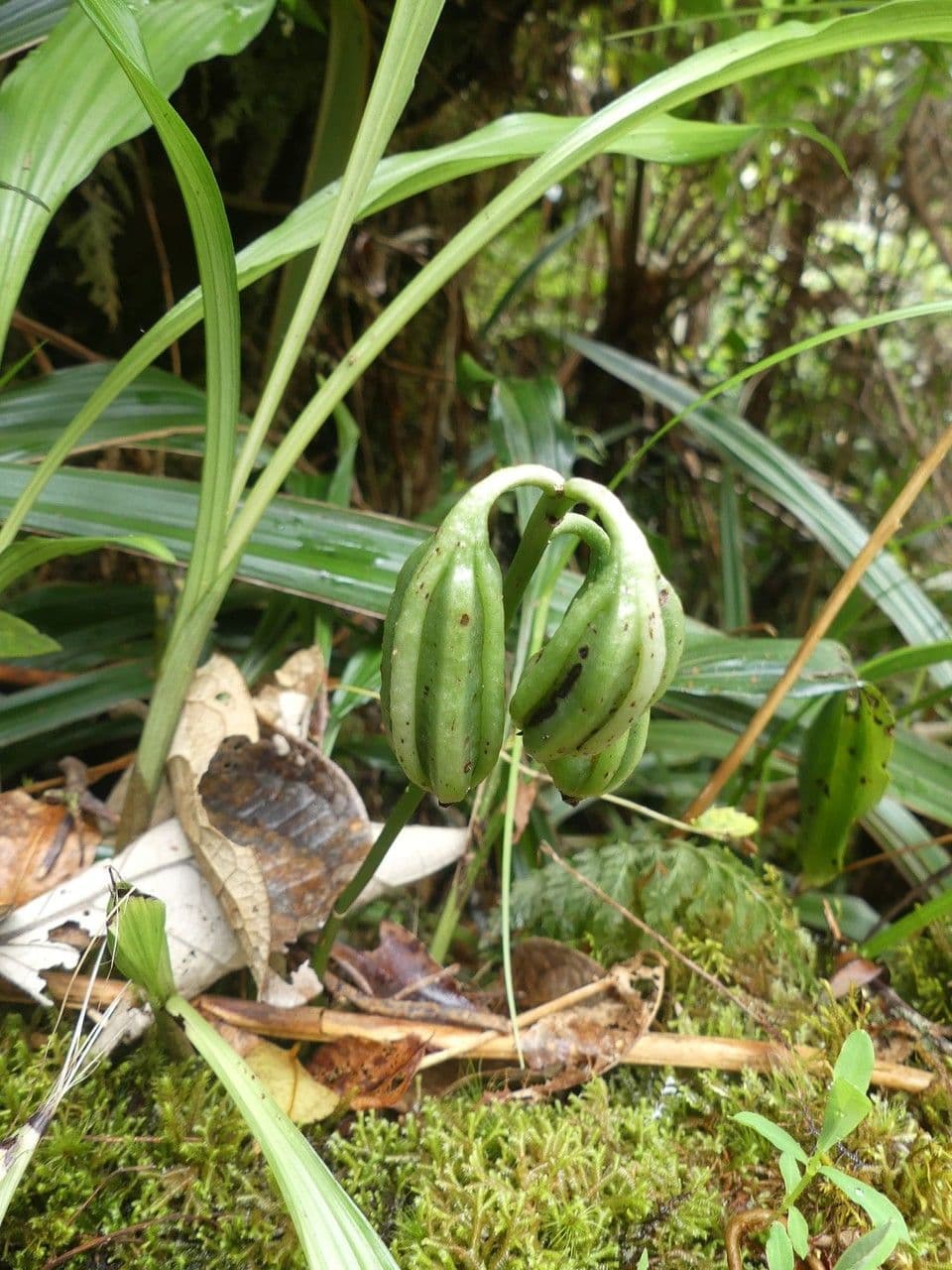Schöner Phaius