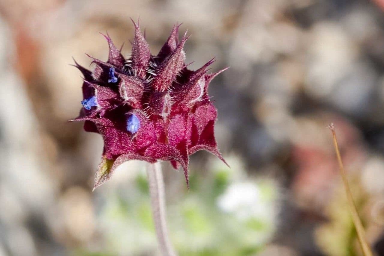 Salvia columbariae 2