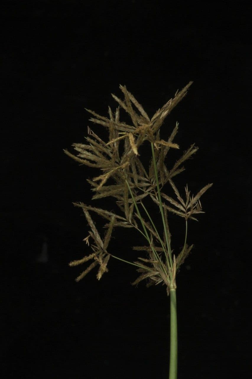 Zigolo articolato