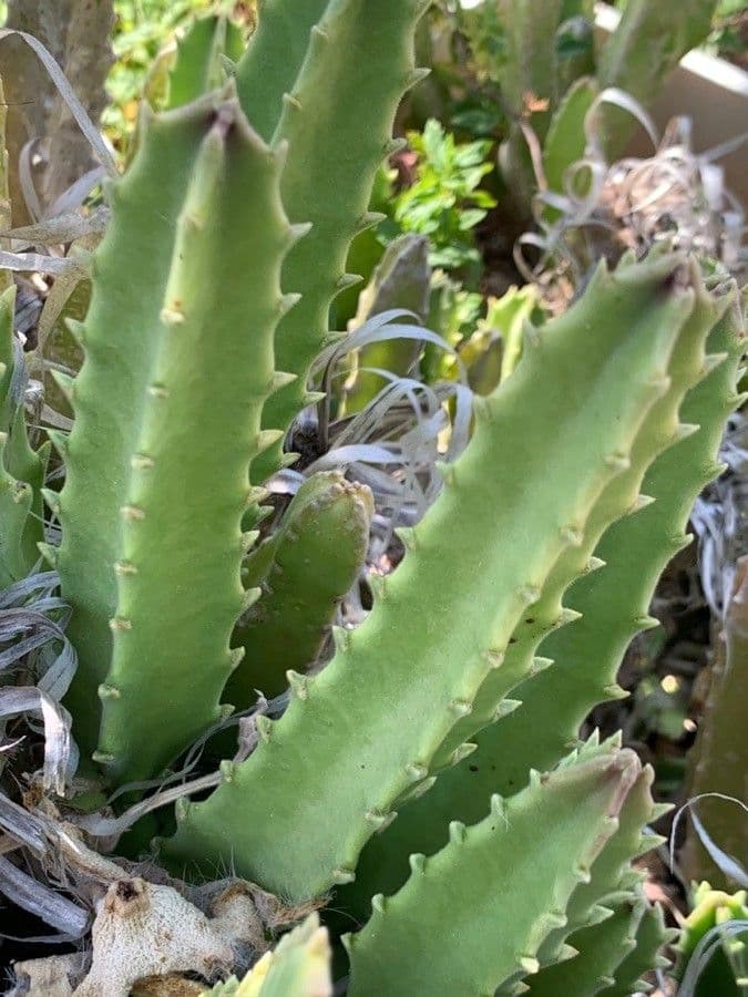 Stapelia 14
