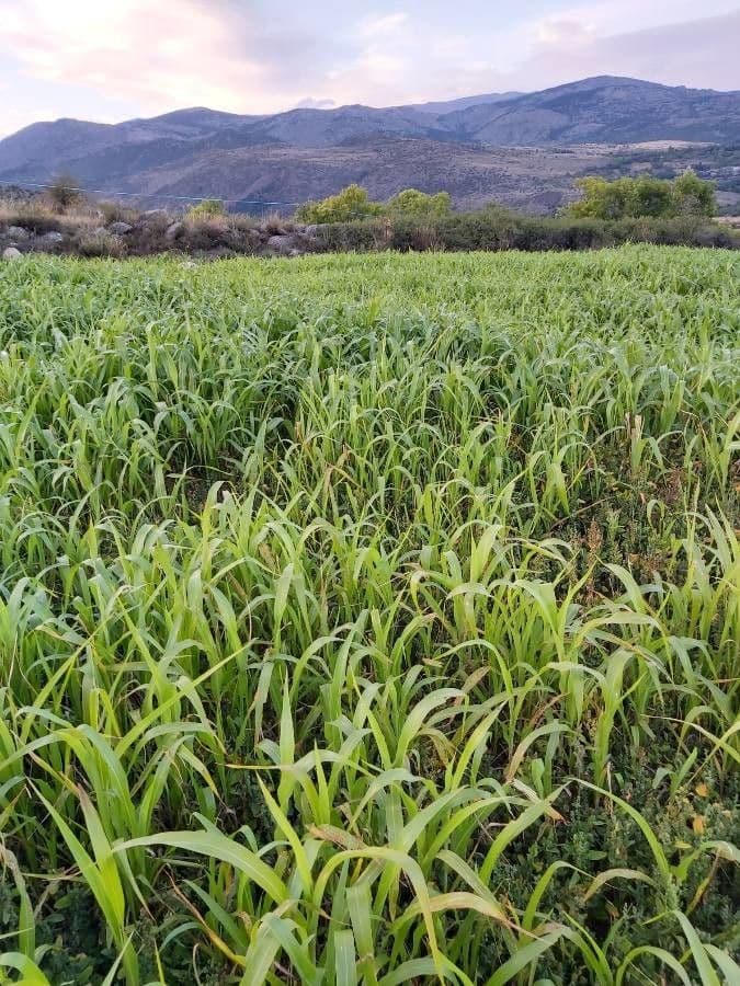 Sorgo 29