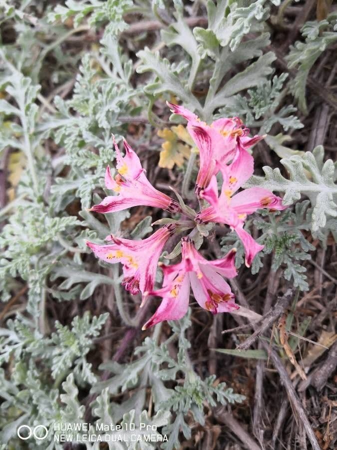 Azalea occidentale 4