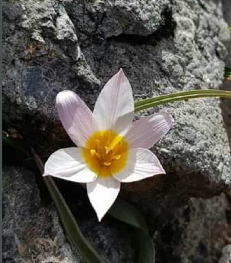 Tulipano 2