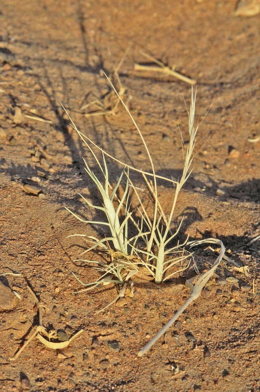 Aristida mutable 3
