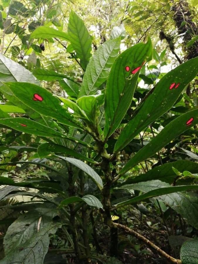 Columnea 15