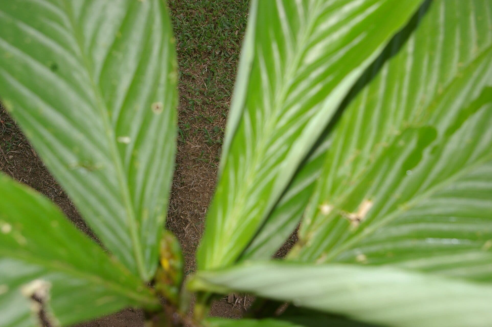 Hylaeanthe 14