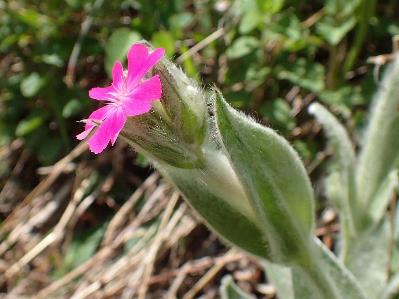 Silene 9