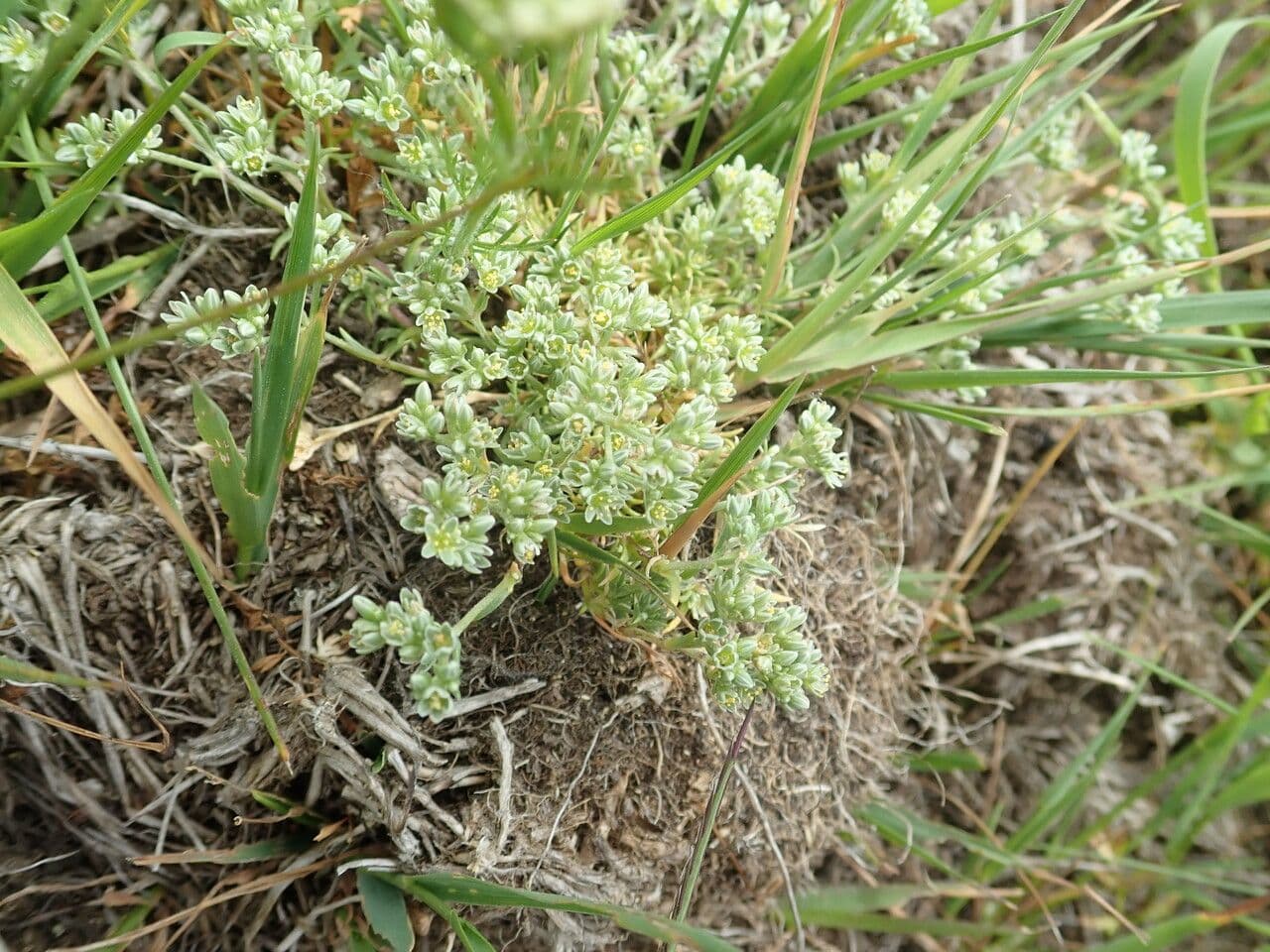 Centonchio perenne 10