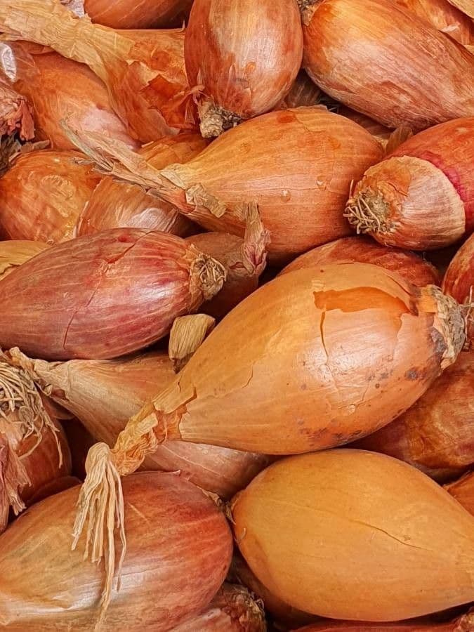 Scalogno 4