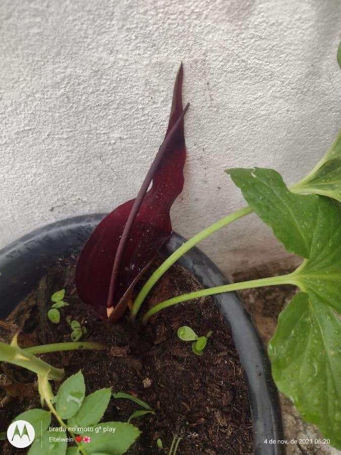 Typhonium 3