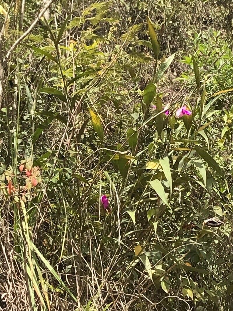 Sobralia 4