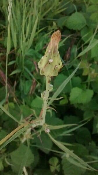 Säbel-Kratzdistel 9