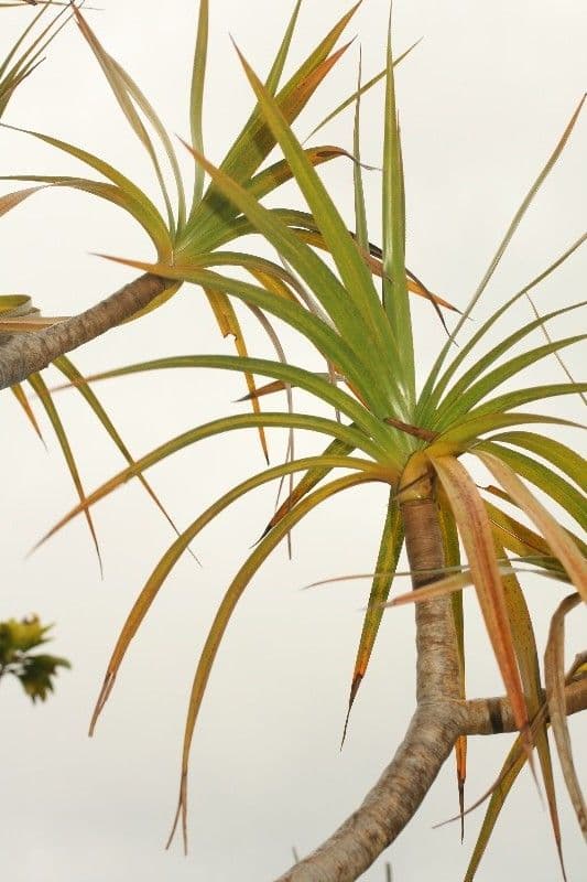 Pandanus 16