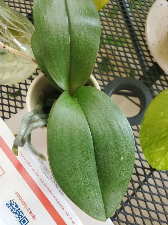 Galearis spectabilis 11