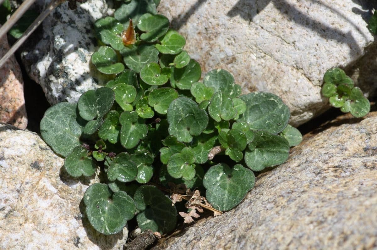 Cimbalaria 6