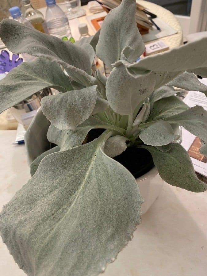 Senecio 18