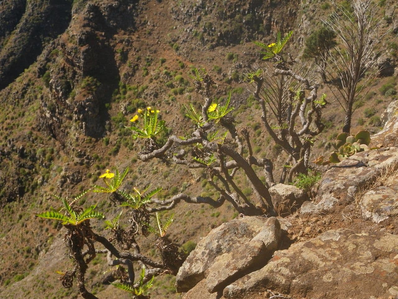 Sonchus 7