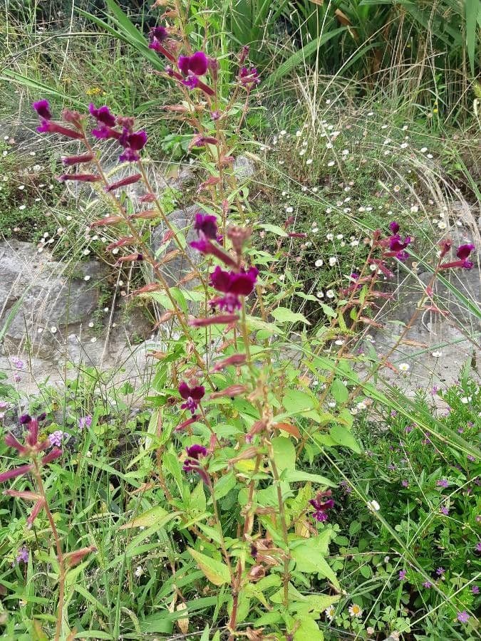 Cuphea viscosissima 10