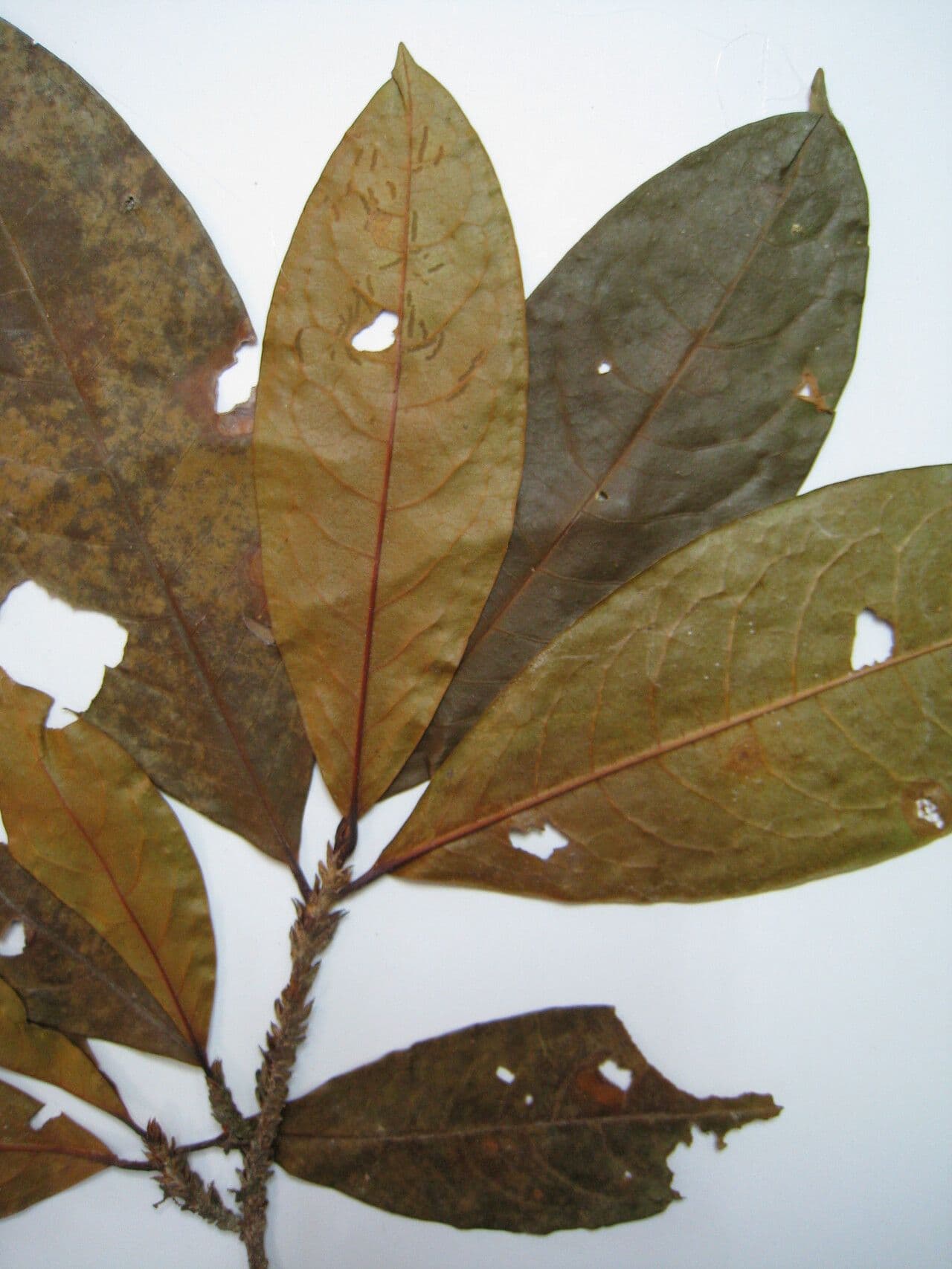 Erythroxylum 8