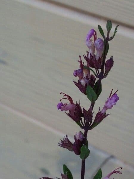 Teucrium 6