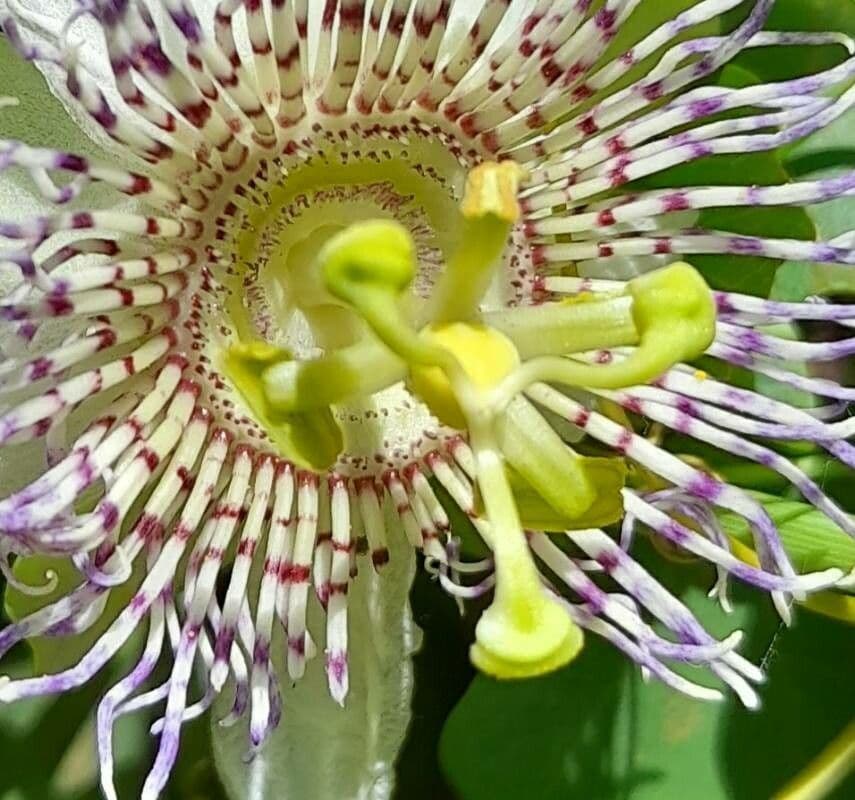 Passiflora elegante 2