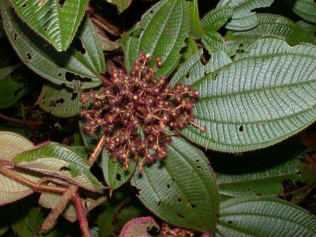 Miconia 25