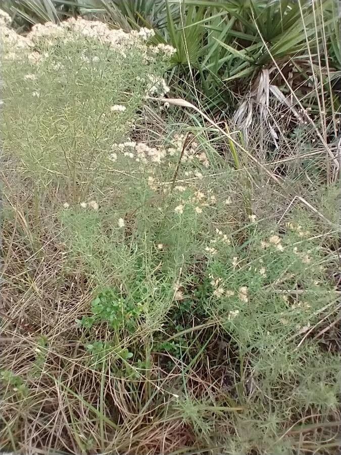 Brickellia eupatorioides 2