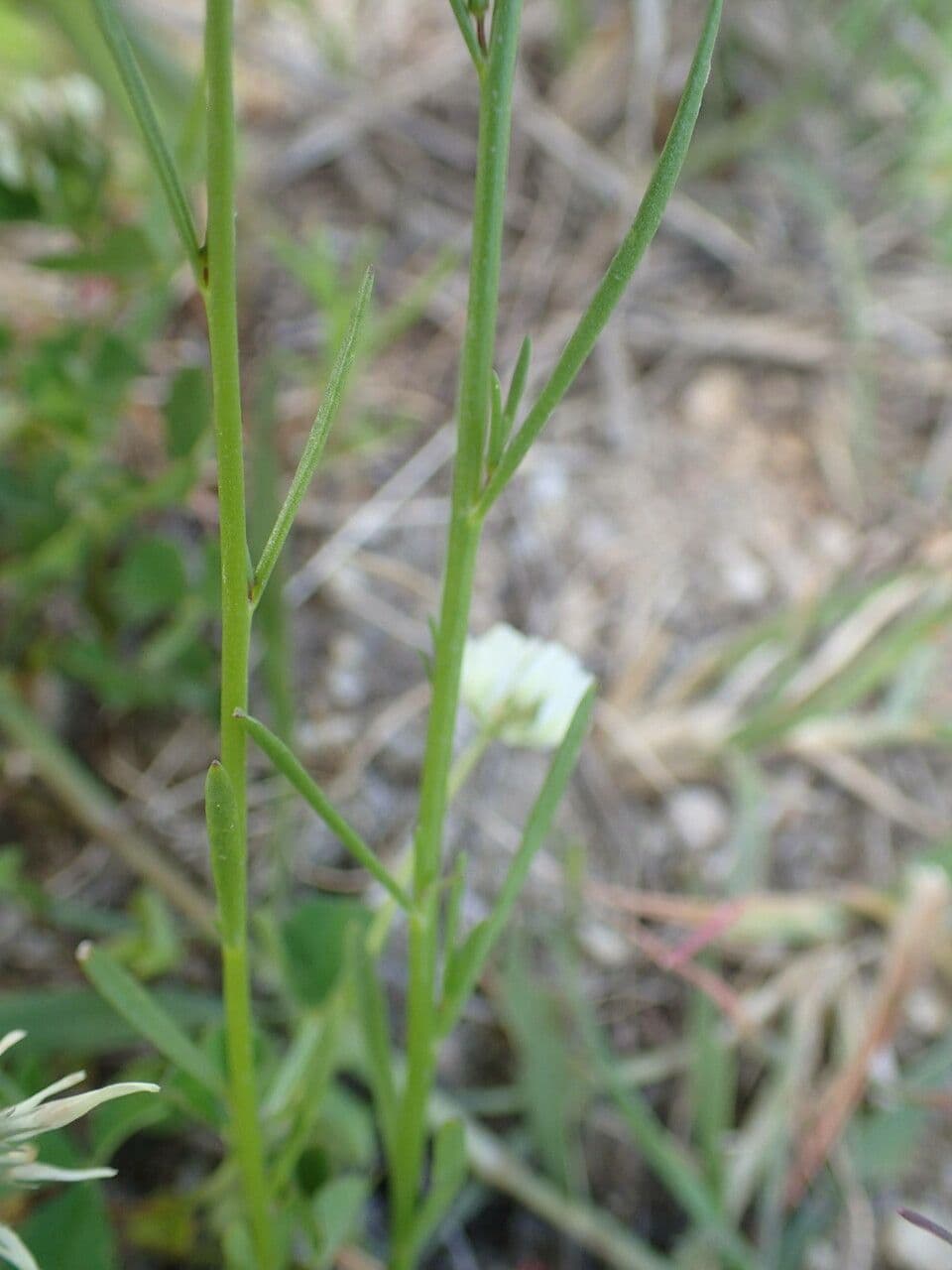 Lenec pelisseriana 13