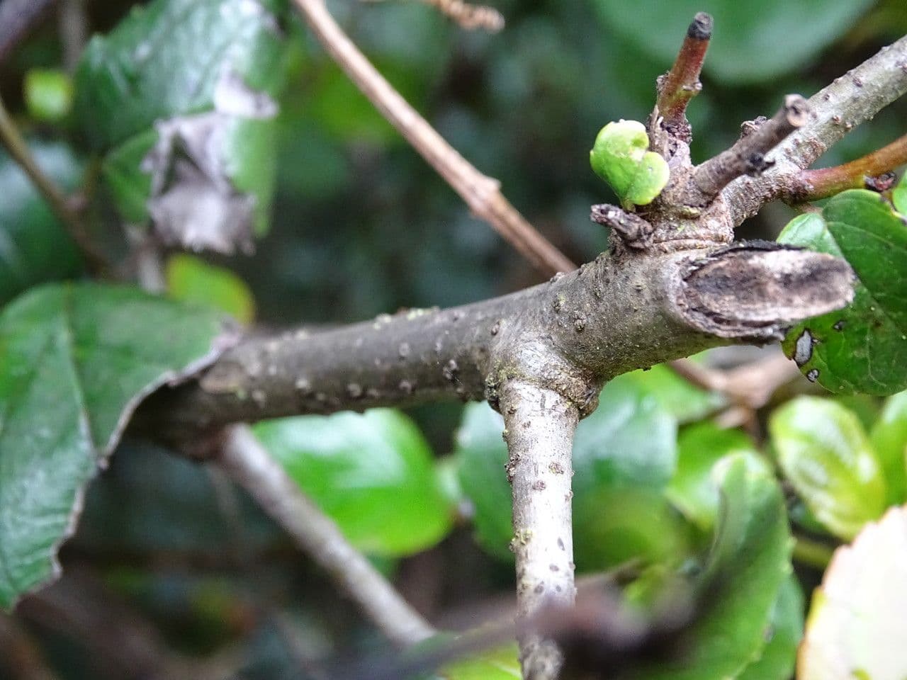 Rhamnus prinoides 7