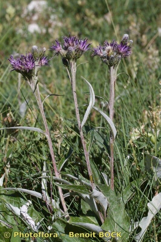 Saussurea discolor 13