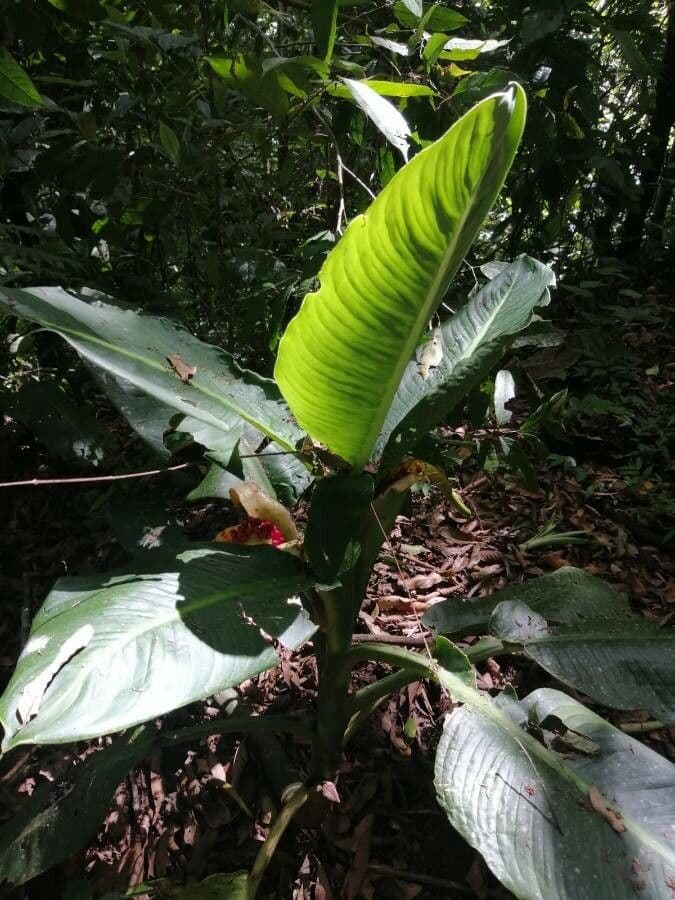 Dieffenbachia 16