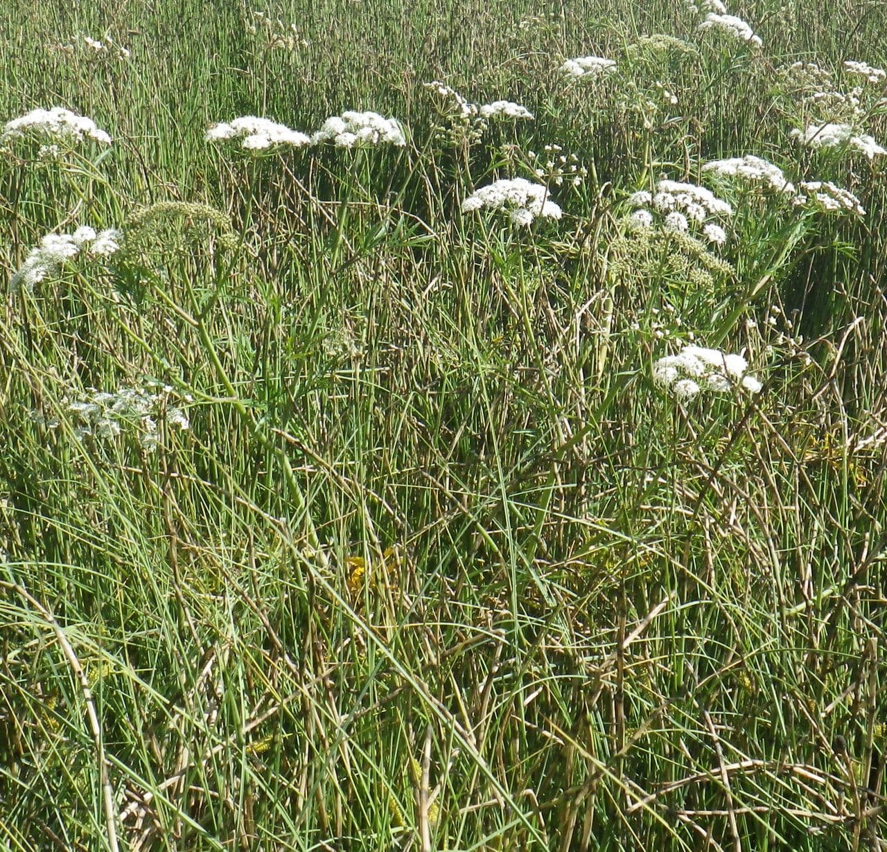 Wasserschierling 15