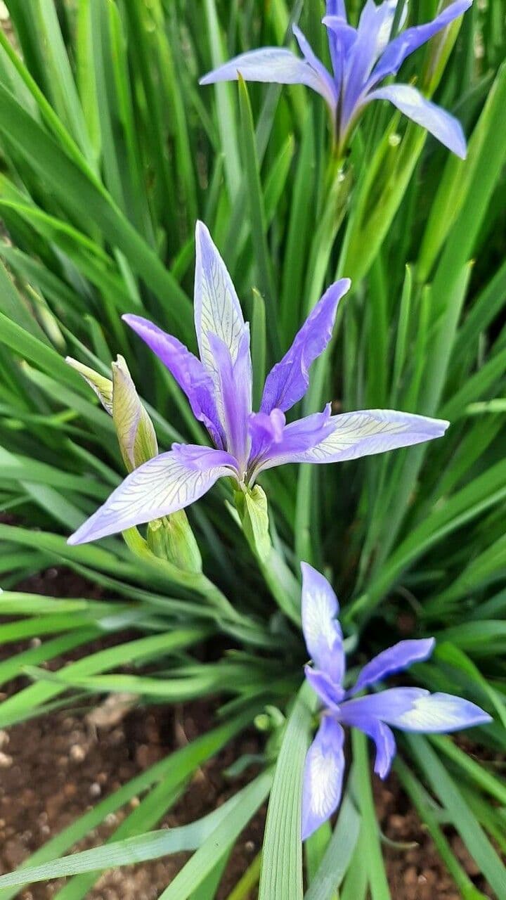 Milchweiße Iris