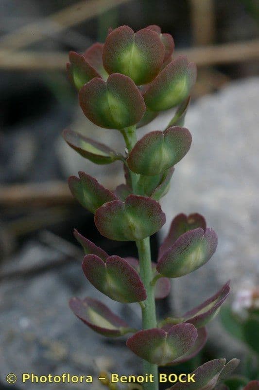 Aethionema 2