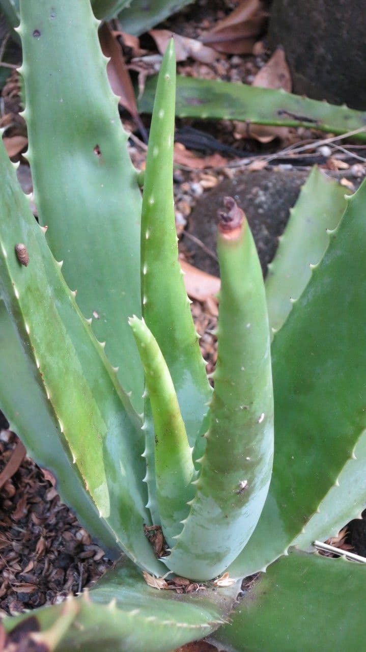 Aloe vera 11