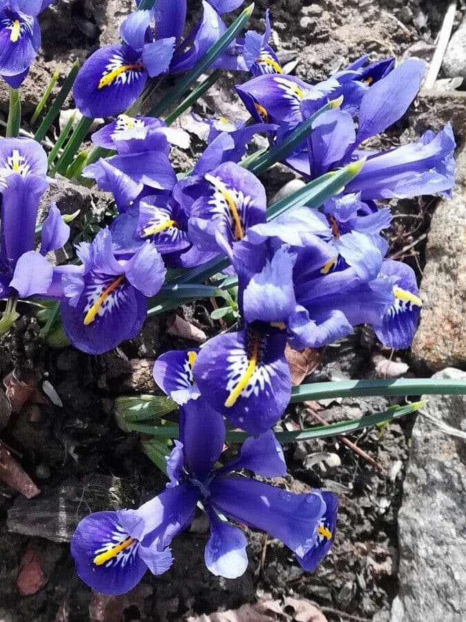Netz-Iris 8
