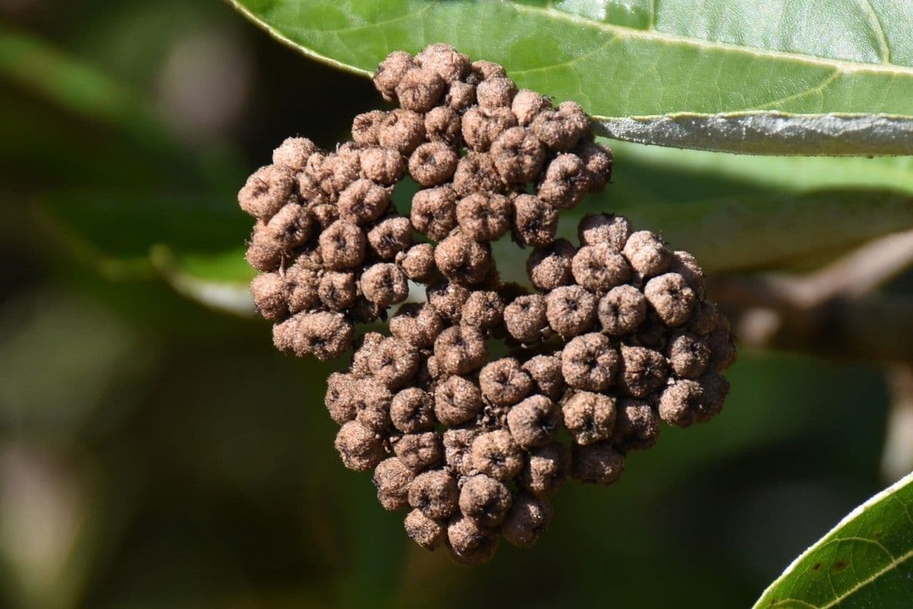 Dombeya 2