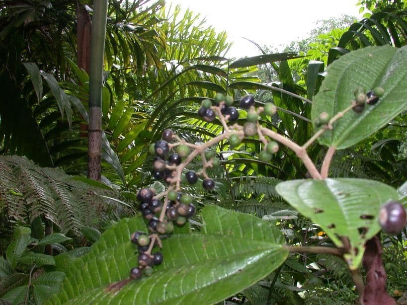 Miconia a spighe multiple 6
