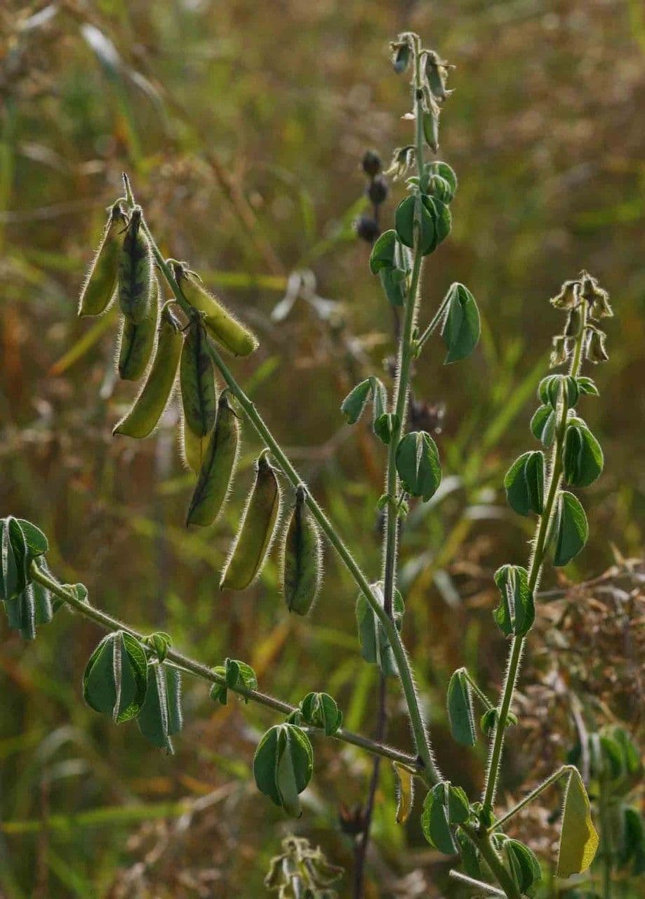 Crotalaria incana 11