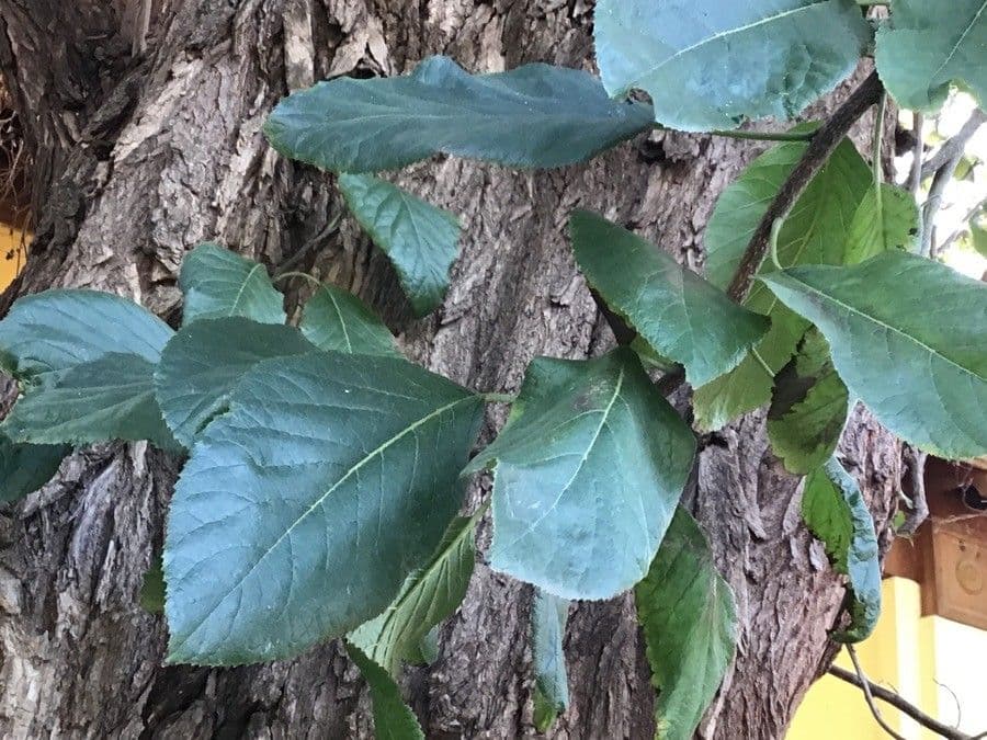Ehretia 3