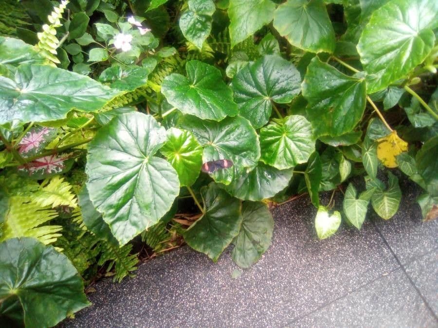 Begonia 12