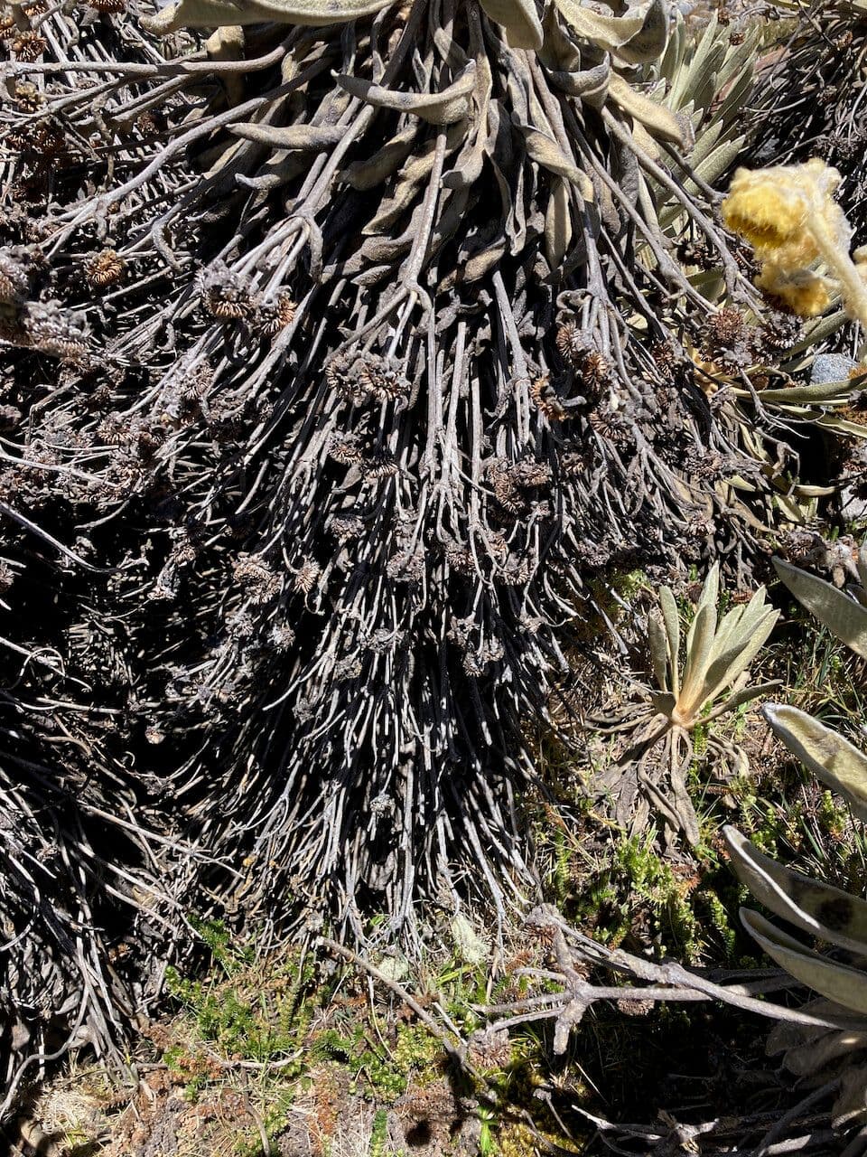 Espeletia 19
