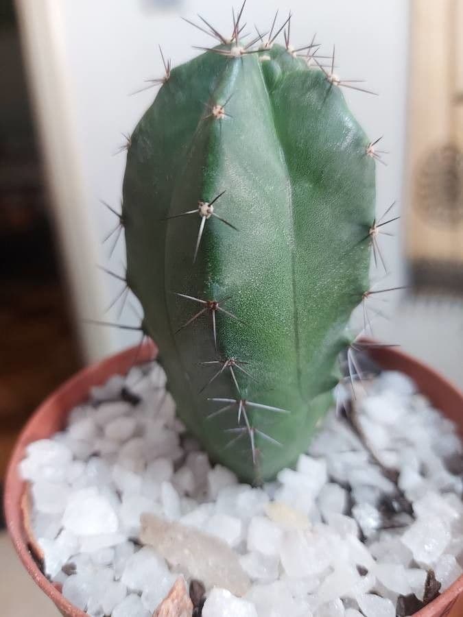 Polaskia 15