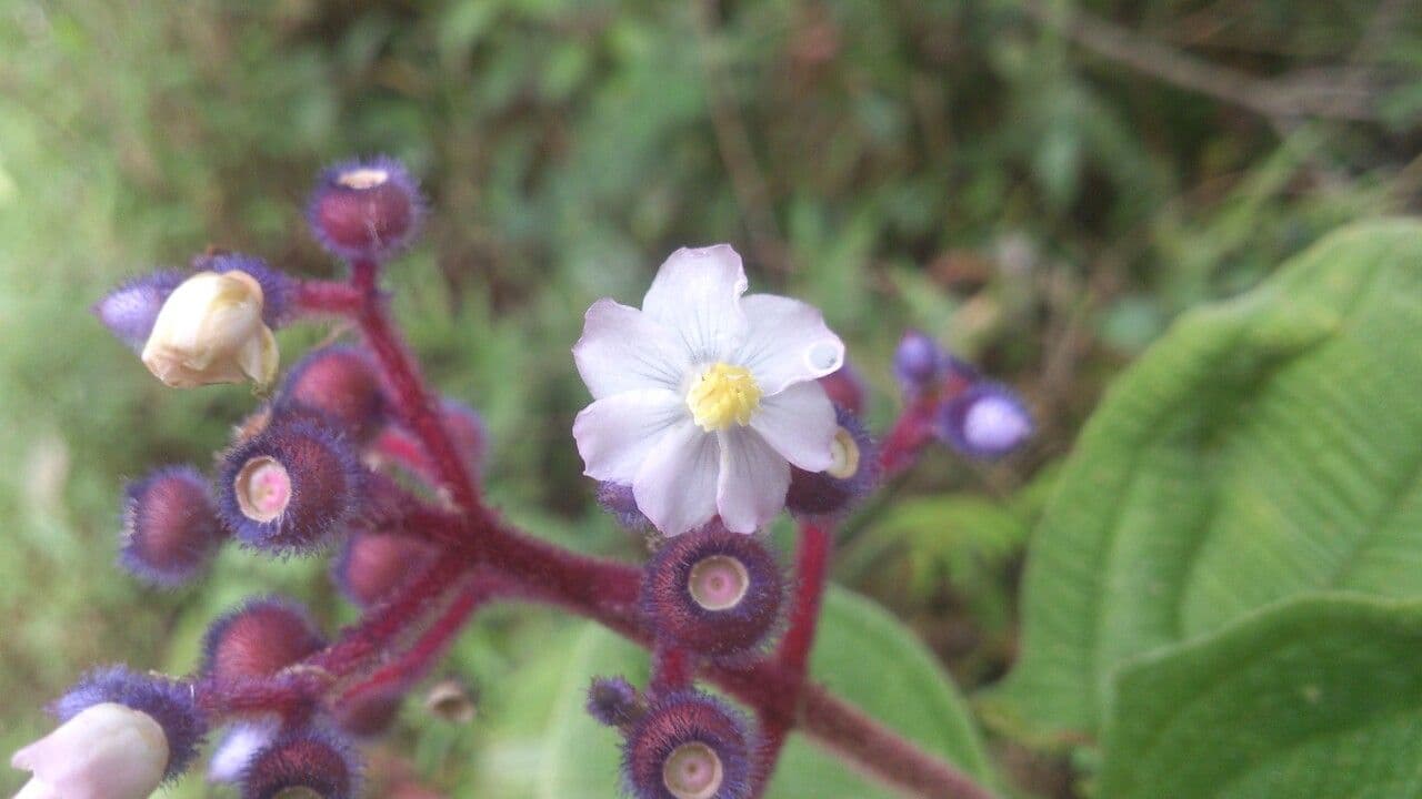 Conostegia
