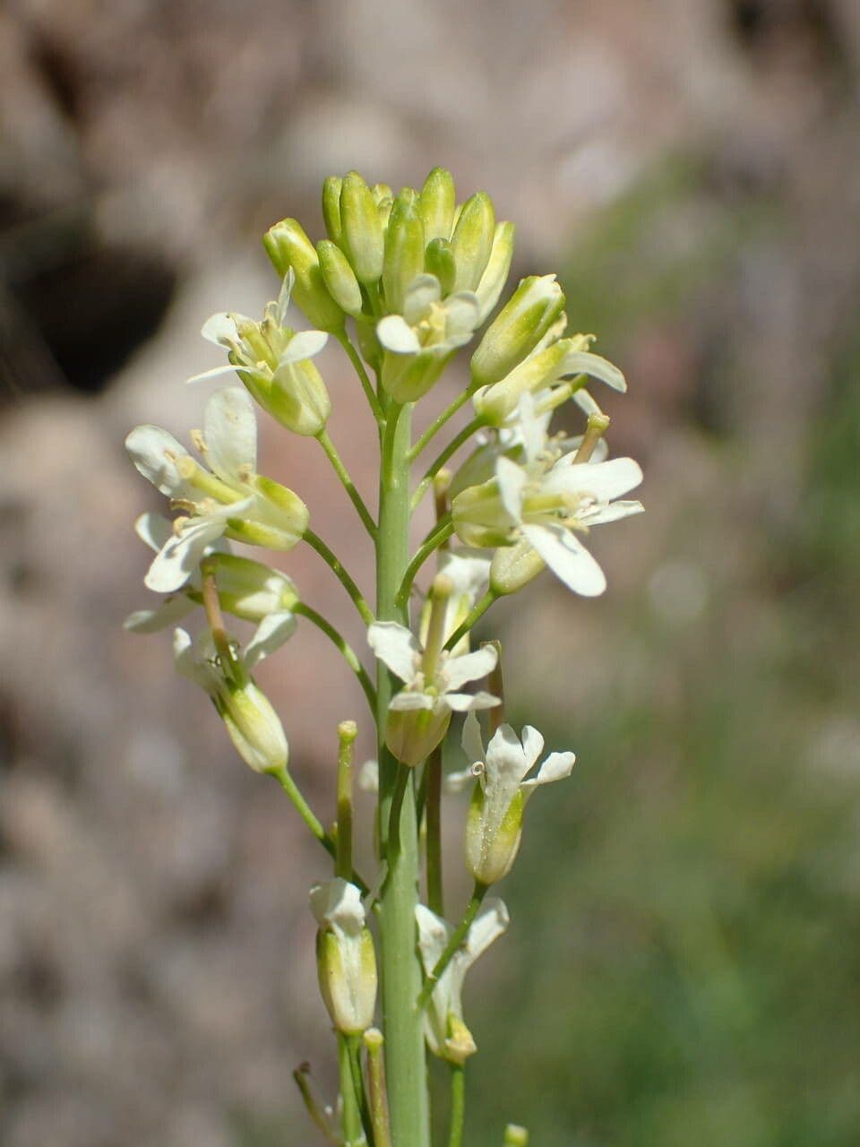 Arabetta liscia 9
