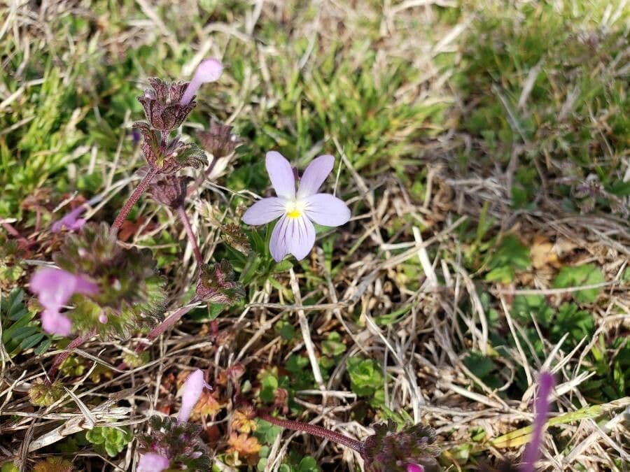 Viola bicolore 5
