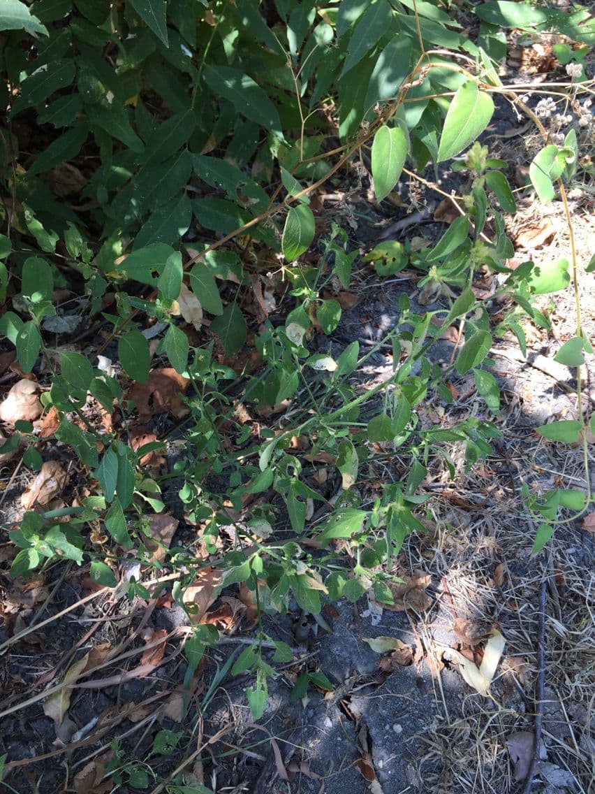Ala piegata ramificata 9