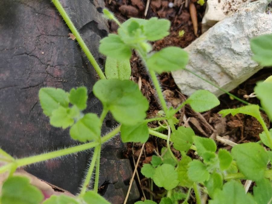Veronica cymbalaria 22