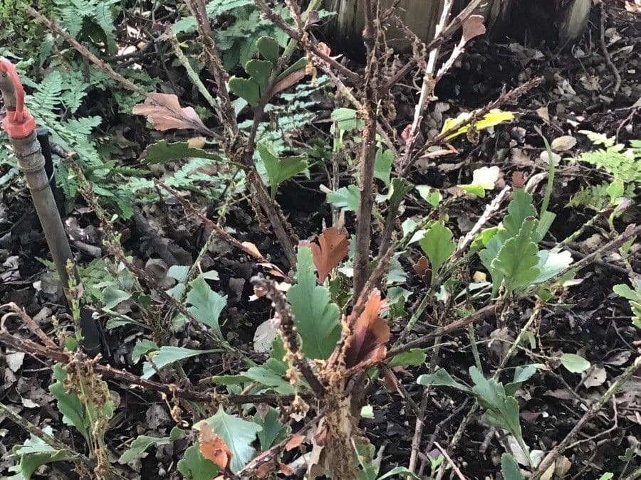 Phyllocladus 4